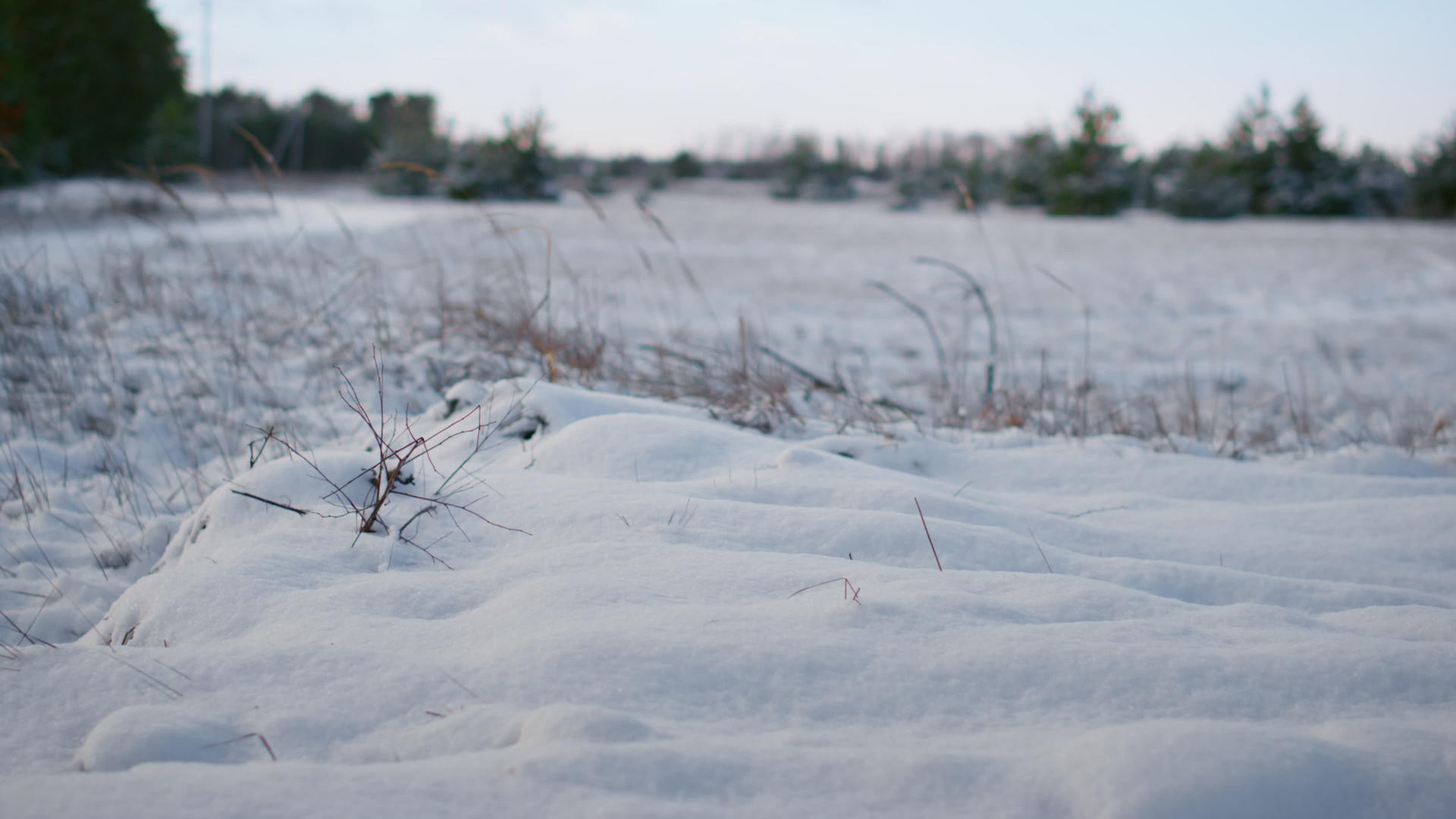 寒冷的冬季天气下干草的冻雪林草甸特写视频的预览图