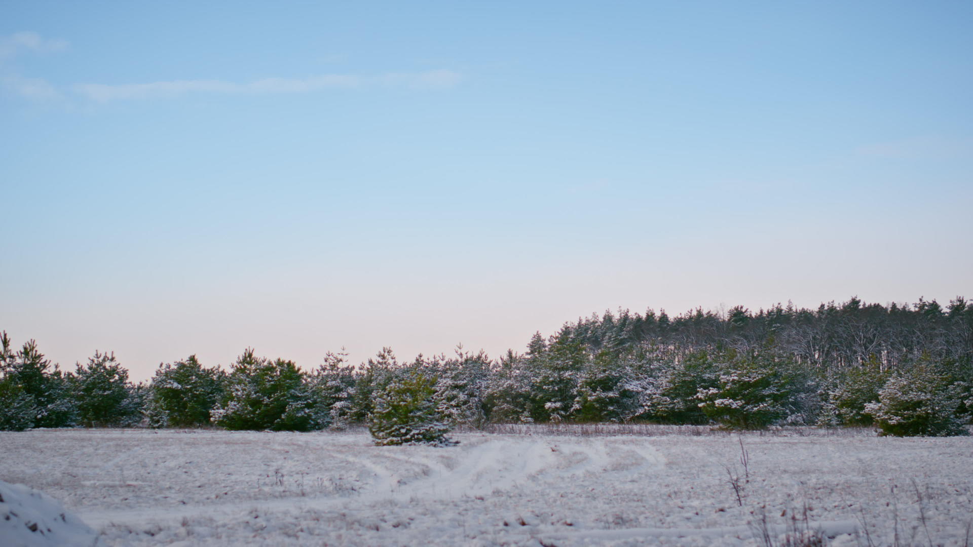 寒冷的蓝天下如诗如画的冬木风景视频的预览图