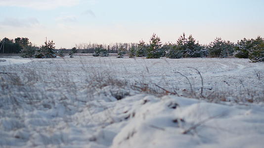 干草覆盖前面积雪的冷杉树霜在冬天？视频的预览图