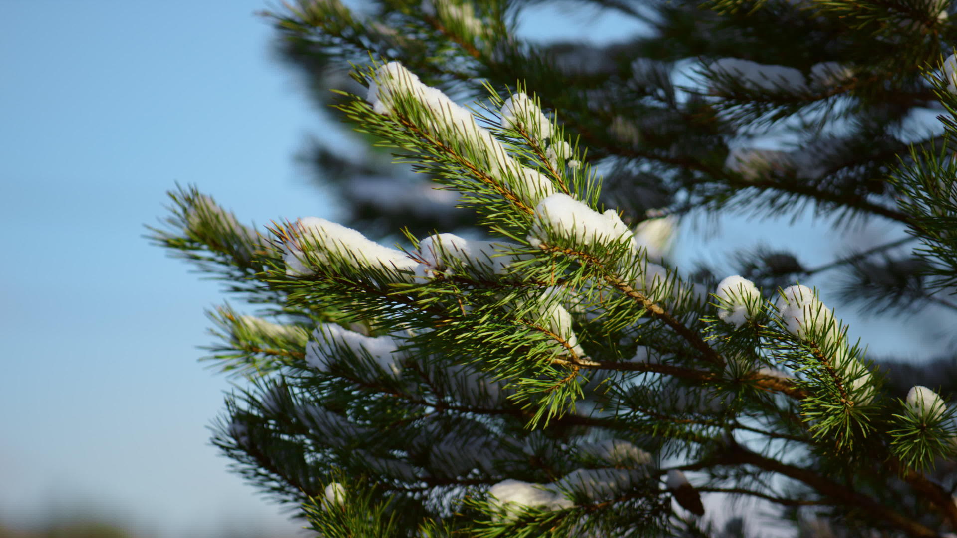 寒冷的蓝天冬天前美丽的雪云杉树枝视频的预览图