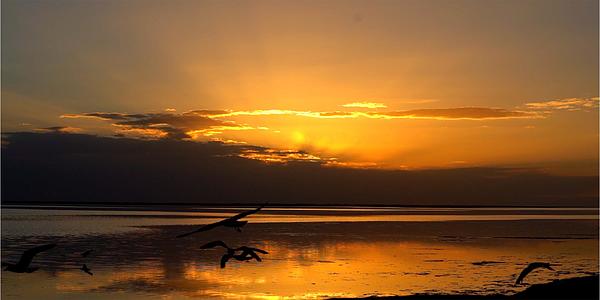 8K实拍海边夕阳海鸥飞翔视频的预览图