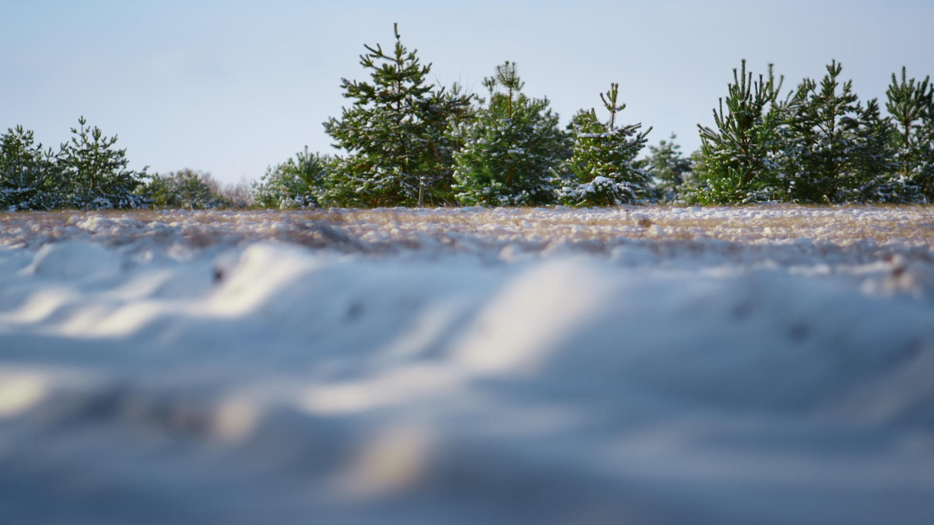 冬季景观森林空间在阳光下视频的预览图