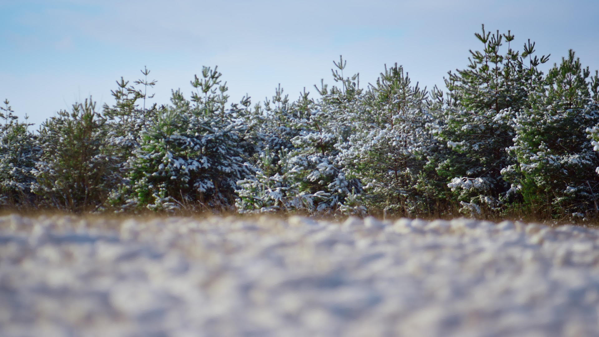 针叶林在蓝色的冬天天空冰冻多雪视频的预览图