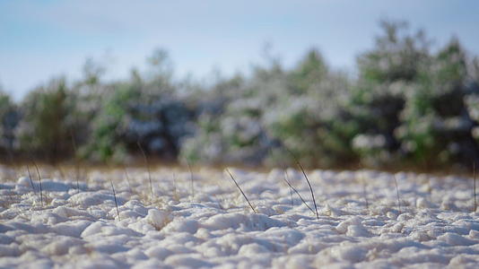 白雪覆盖的地面森林草甸在阳光明媚的冬日里视频的预览图