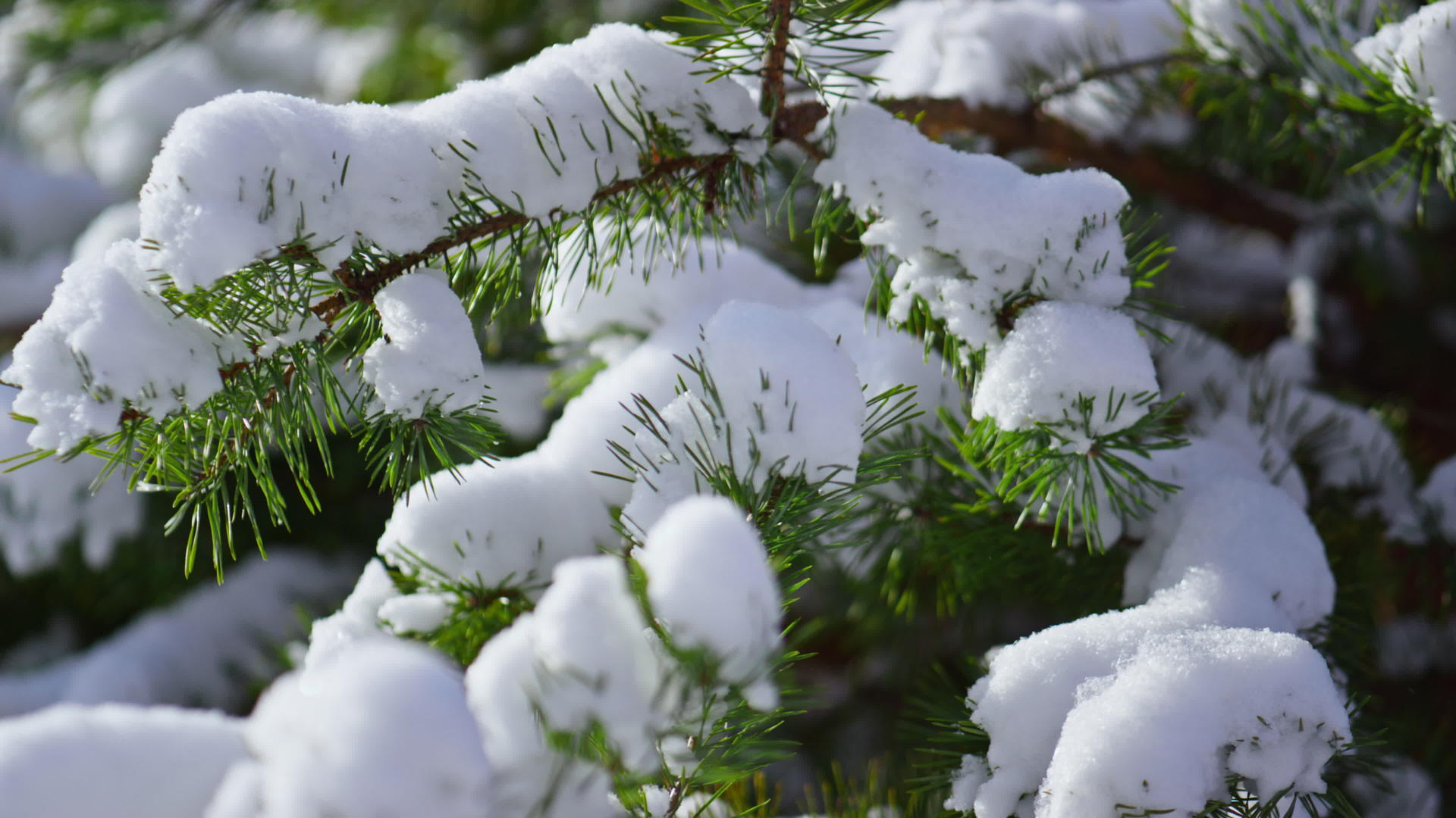 雪花覆盖的云杉针在冬天视频的预览图