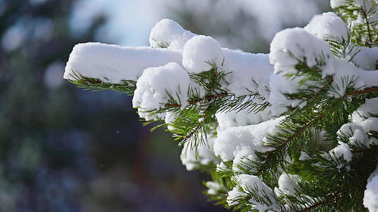 冷杉树枝覆盖着柔软蓬松的雪花视频的预览图