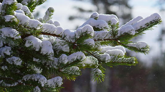 雪枝针叶树特写视频的预览图