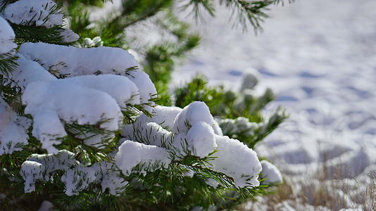 在寒冷的冬日阳光下被雪覆盖的松枝上有绿色的针叶视频的预览图