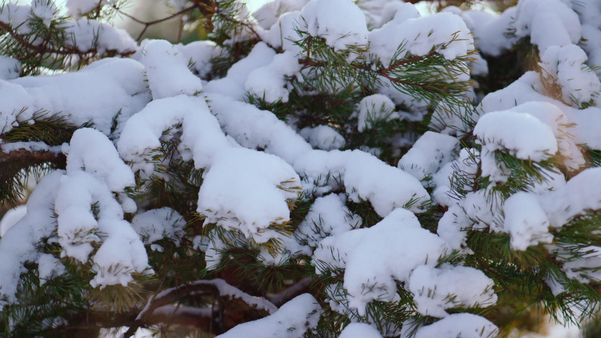 大雪云杉树枝在寒冷的冬天特写视频的预览图