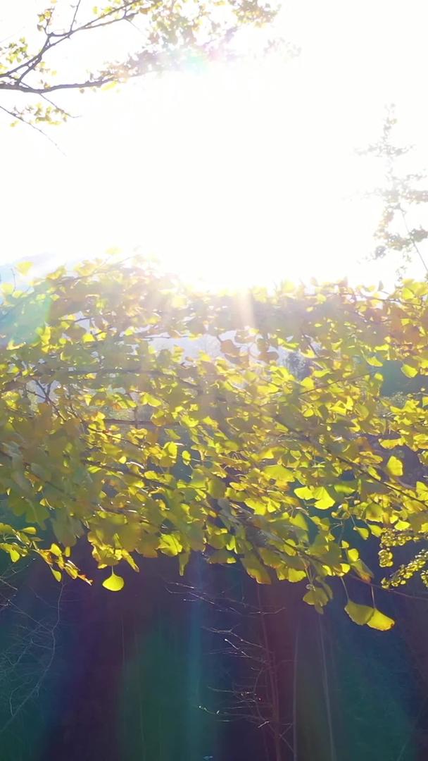 金黄色的银杏树阳光影秋意秋意视频的预览图