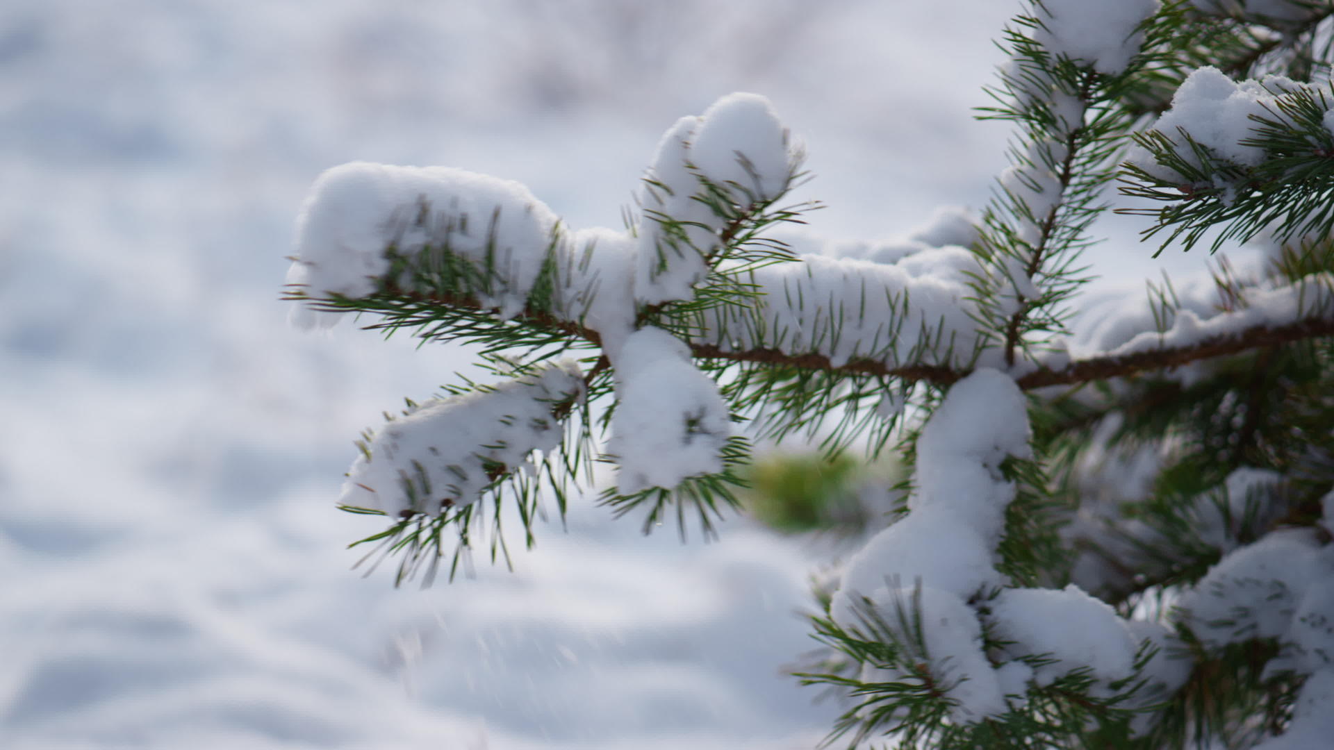 白雪皑皑的松枝在寒风中摇曳白雪紧贴白雪视频的预览图