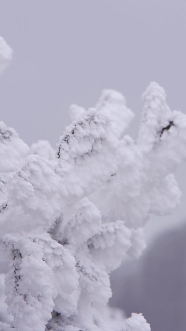 森林树枝雾凇冰凌特写镜头视频的预览图