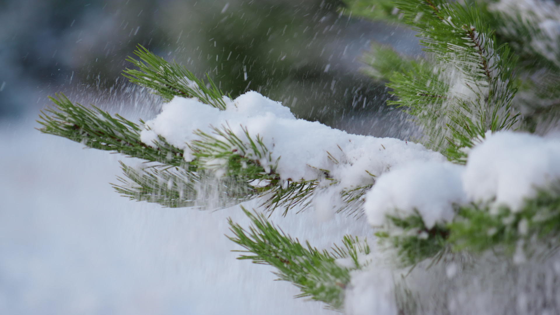 雪花覆盖着松枝视频的预览图