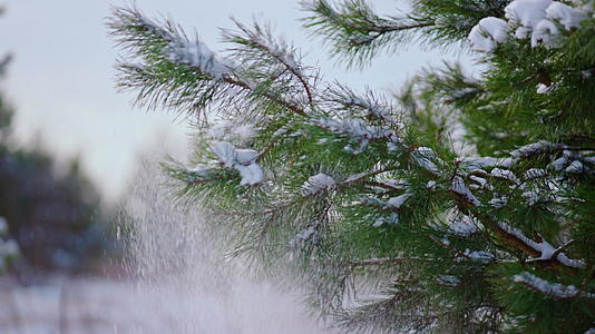 针叶树针叶覆盖的雪视频的预览图