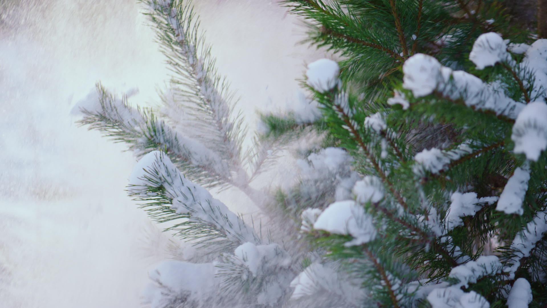 冷杉枝条覆盖着寒冷阴沉的冬天视频的预览图