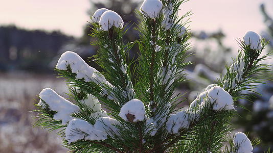 雪覆盖的松顶在寒风中摇曳站立在寒冷的冬季森林特写中视频的预览图