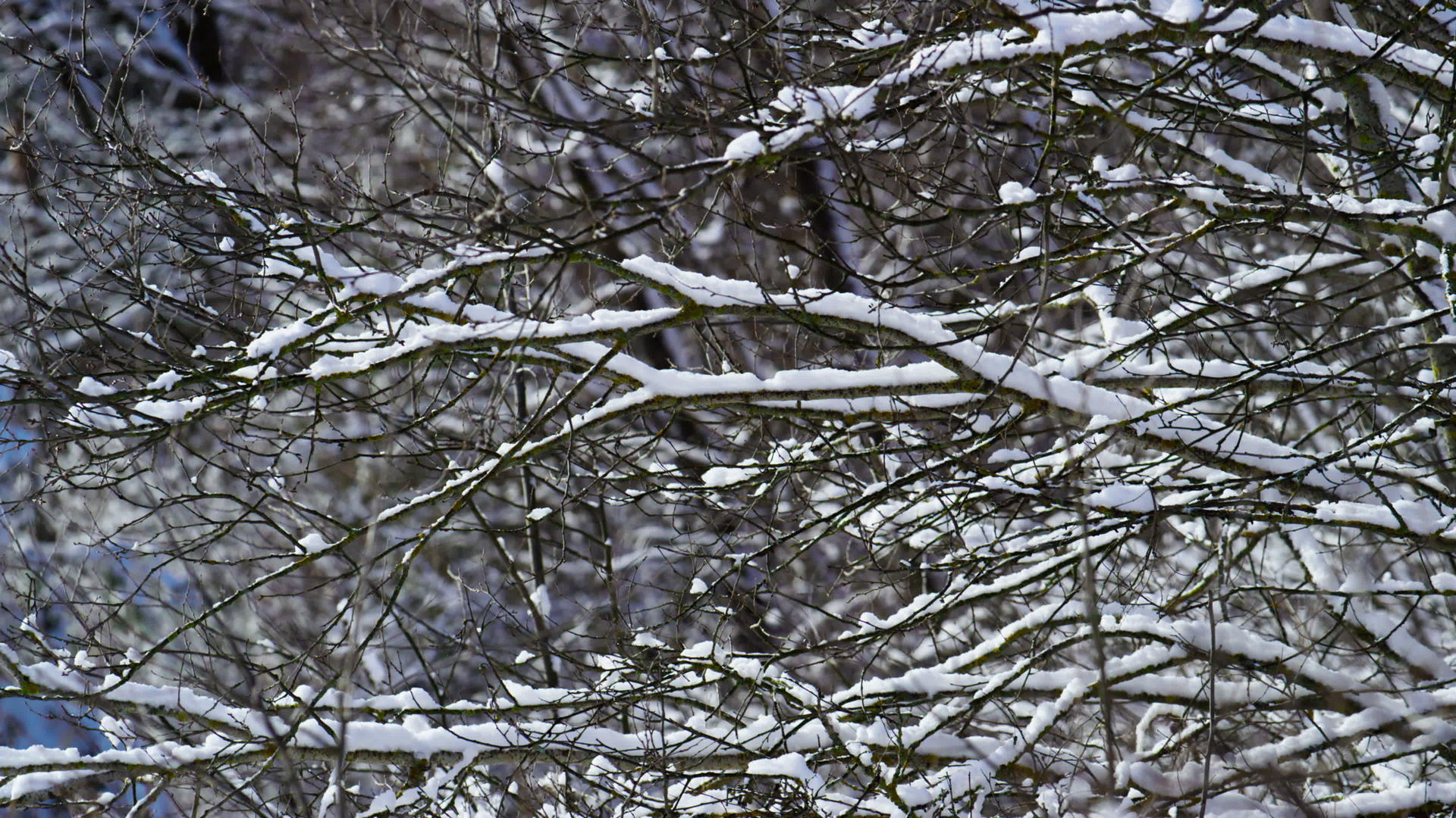 寒冷的冬季天气下雪光秃秃的树枝视频的预览图