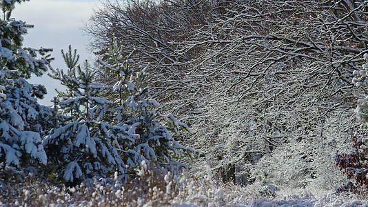 寒冷的冬天庄严多雪的木景视频的预览图