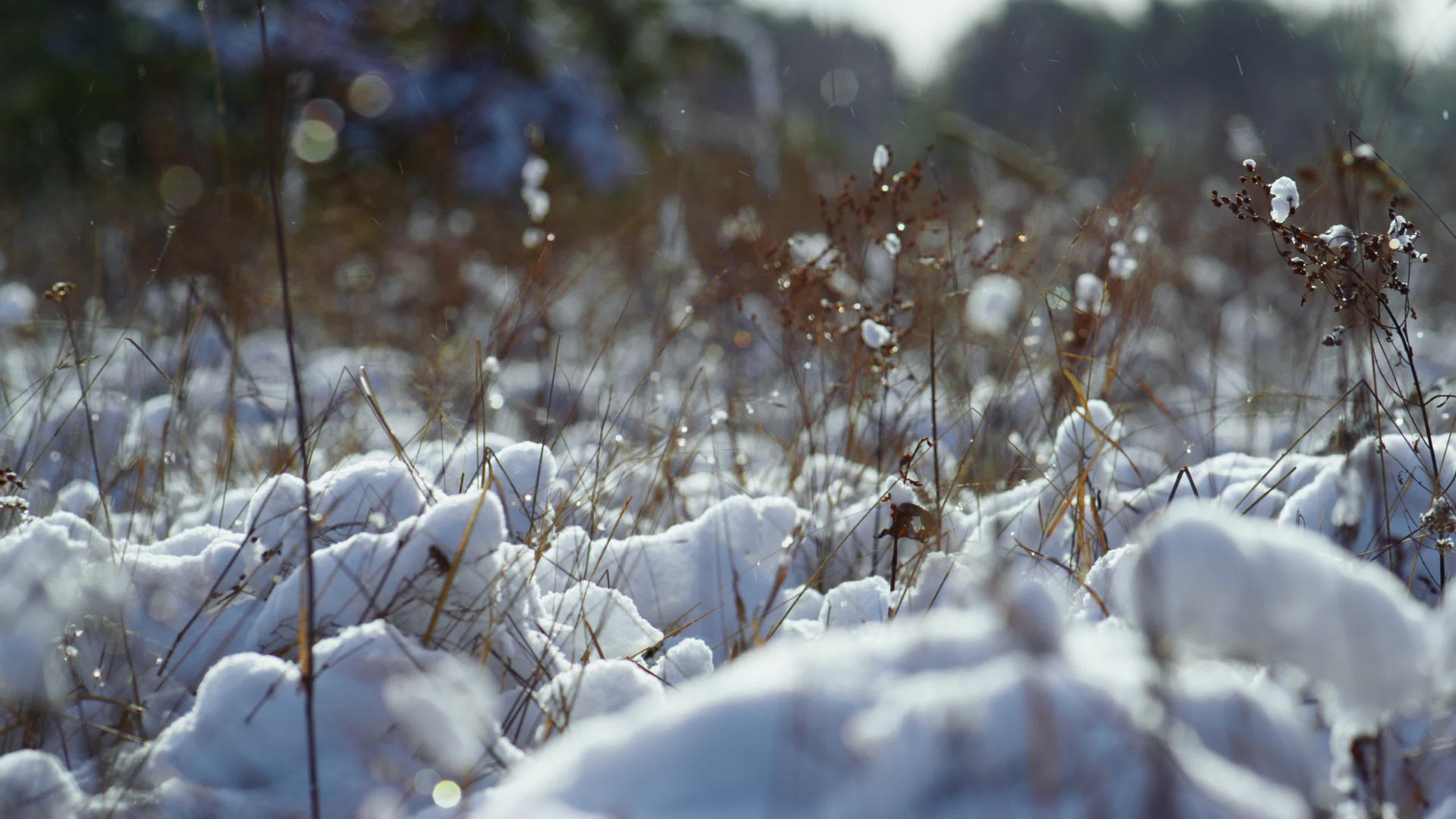 在柔和的冬日阳光下干草覆盖着霜视频的预览图