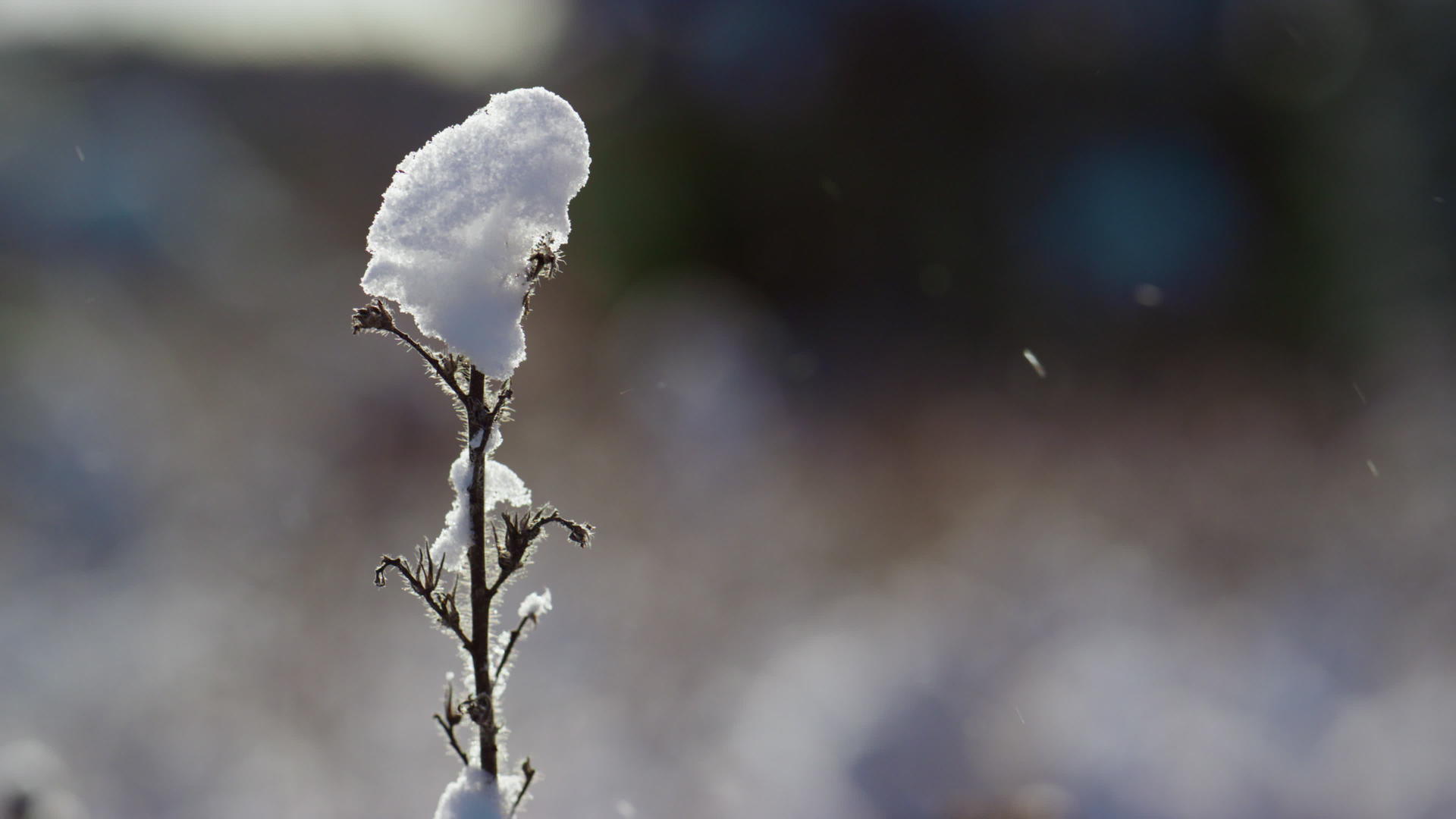 雪站在冰冻的田野上干茎覆盖着雪视频的预览图