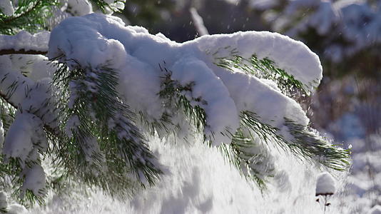 在冬日的阳光下白雪覆盖了云杉树枝视频的预览图