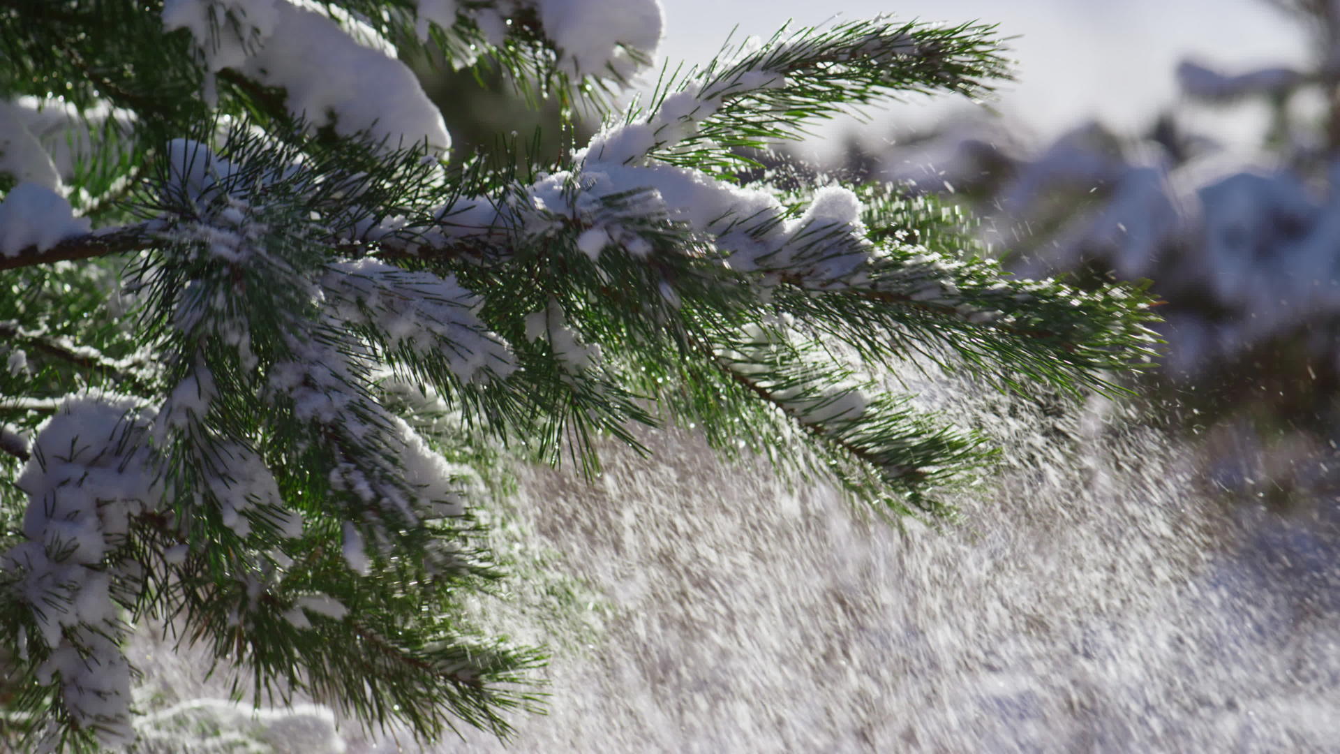 云杉在阳光下摇落雪花视频的预览图