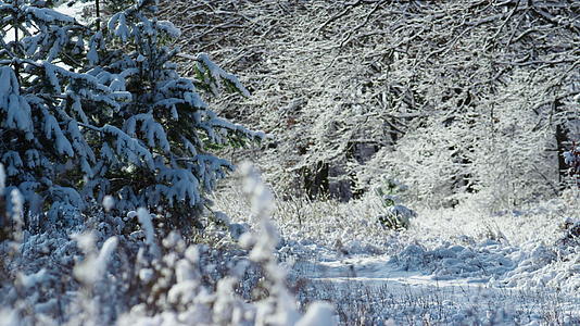 美丽的冰冻森林植物在寒冷阳光明媚的日子里视频的预览图