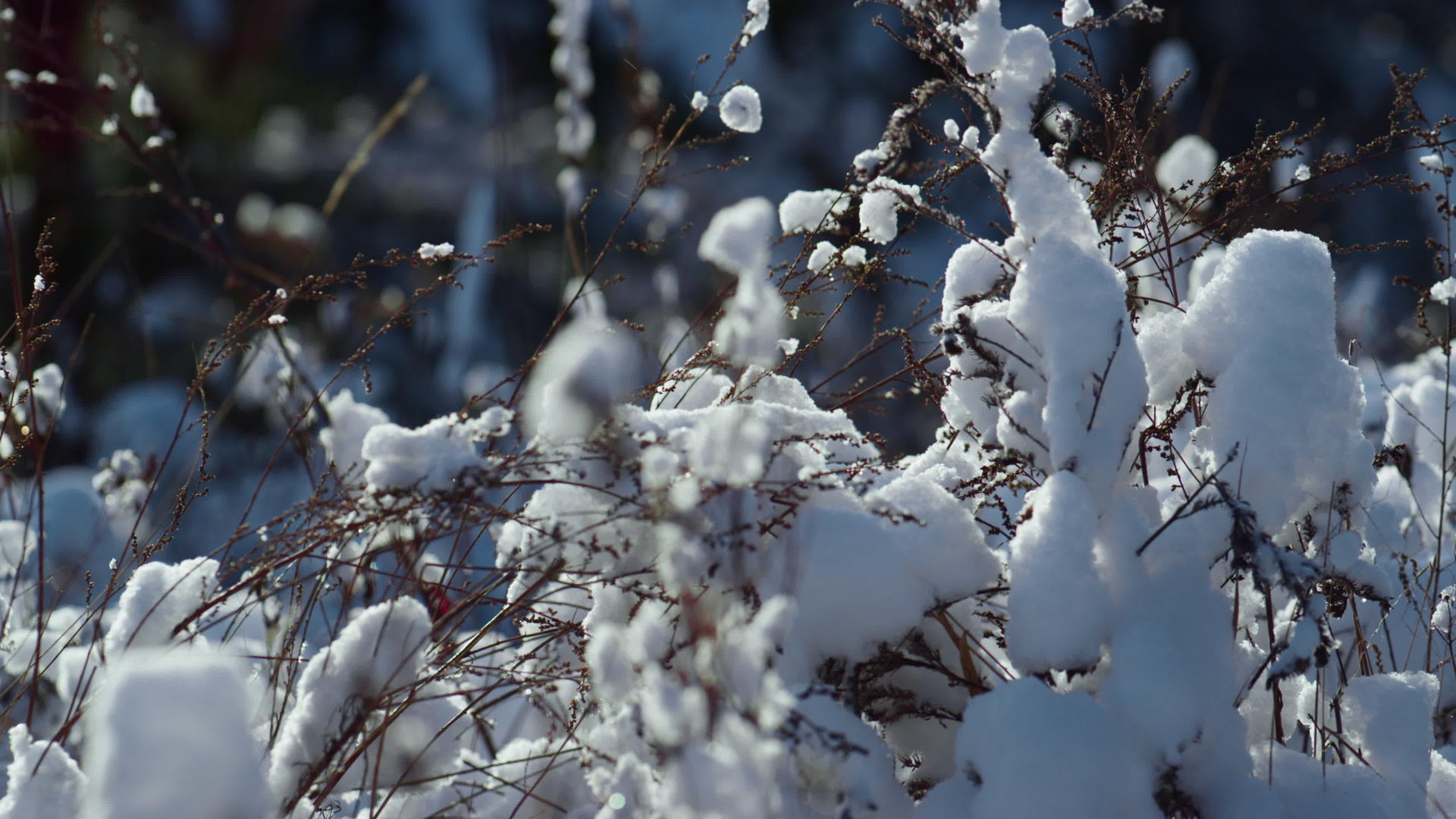 冬季阳光下的特写镜头积雪植被视频的预览图