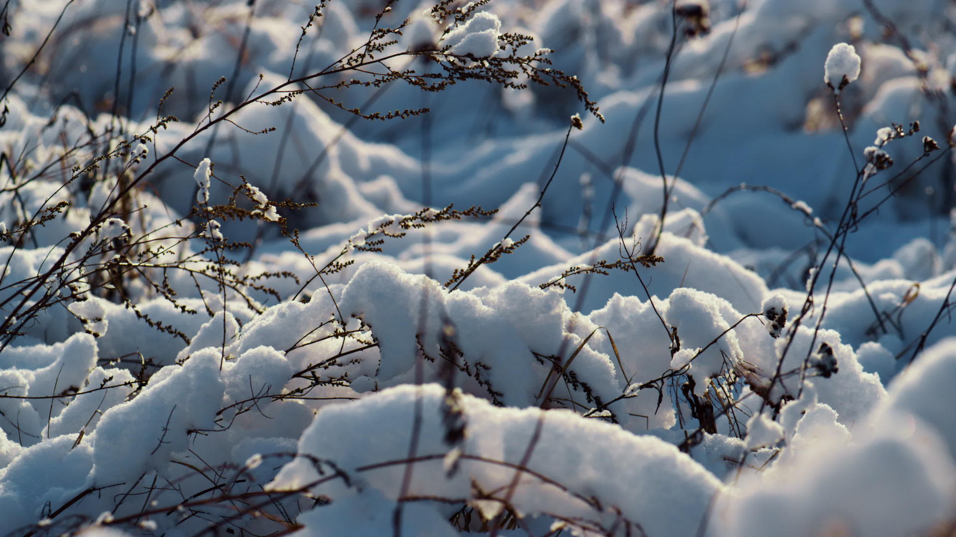 冬季阳光特写镜头冰冻风景多雪的草地视频的预览图