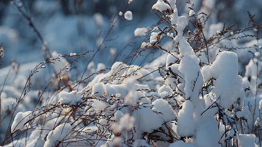 干白雪皑皑的植被覆盖在冰冻的田野里特写镜头上的雪花视频的预览图