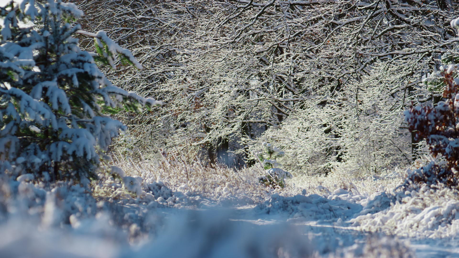 冬天下着大雪的森林视频的预览图