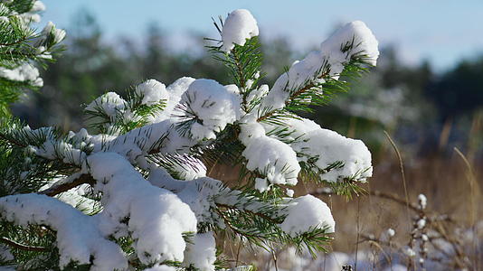 雪躺在松树枝上在阳光下躺在松树枝上视频的预览图