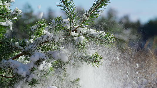 雪花覆盖冷杉树枝和针视频的预览图