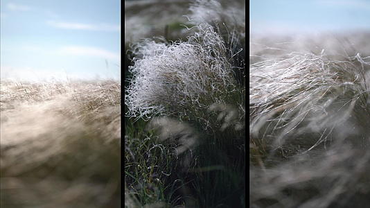 风中生长的羽毛草视频的预览图