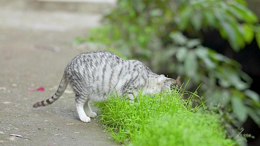 路边吃猫草的小猫4k视频的预览图