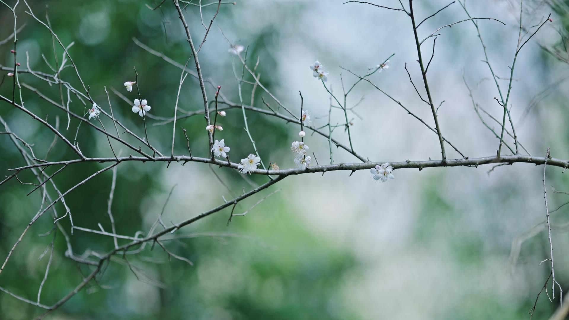 春季植物立春春暖花开梅花盛开视频的预览图