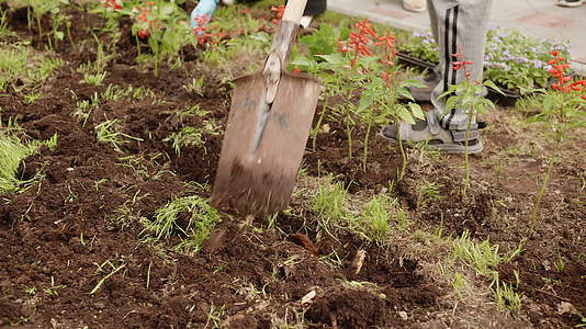 园丁用铲子在春天公园的花坛上挖土视频的预览图