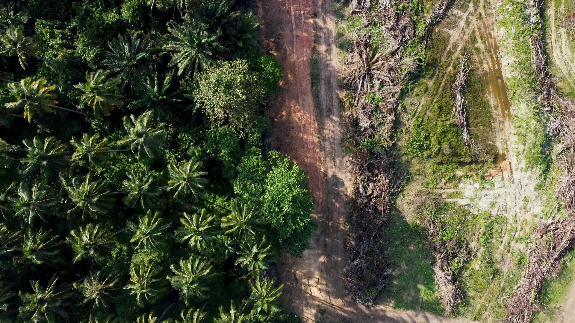 在空中仰望死亡和机油棕榈视频的预览图