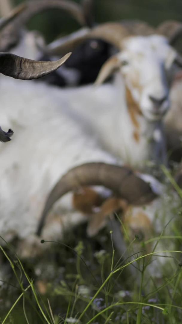 草原上的山羊吃草视频的预览图