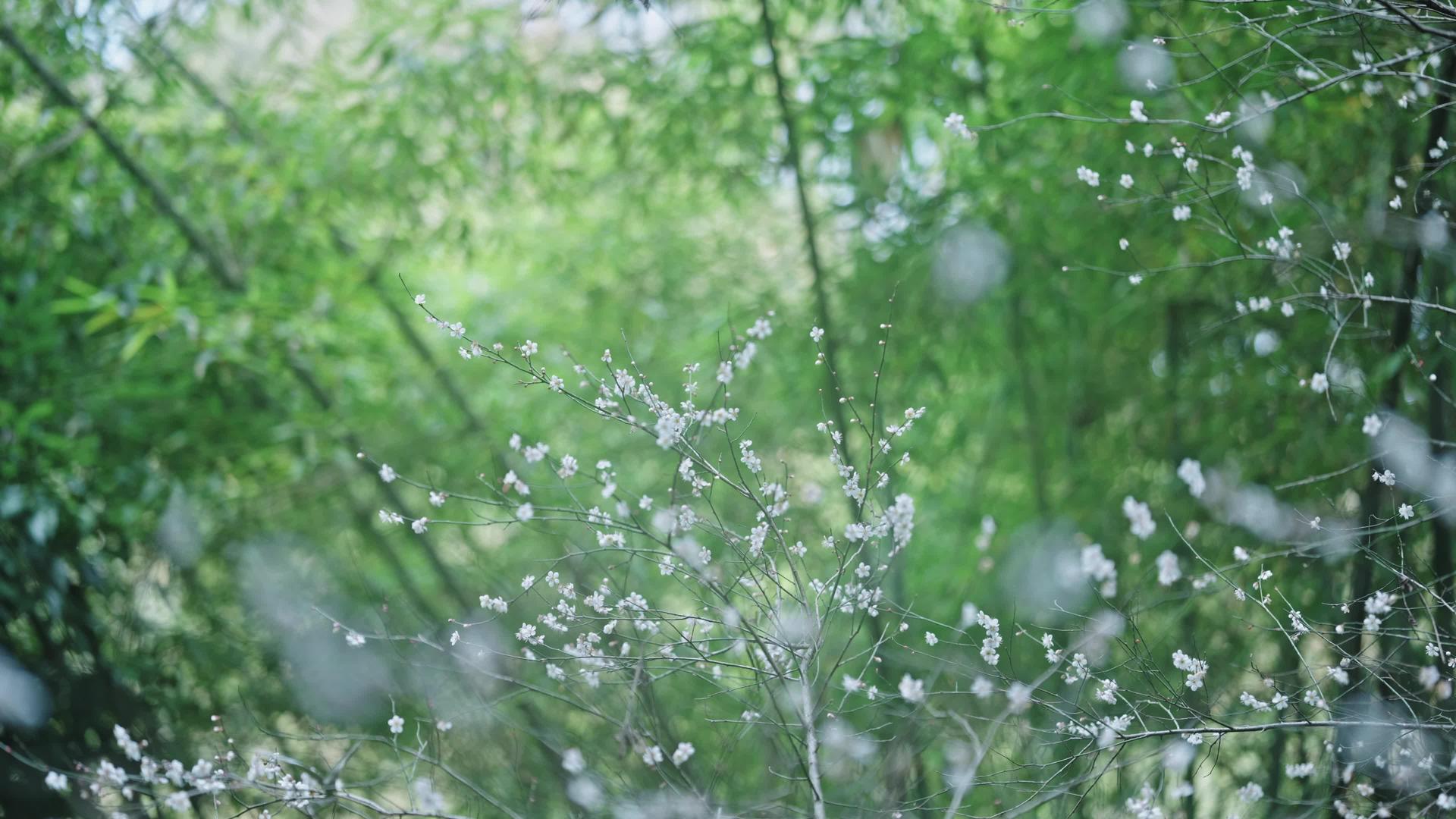 春季植物立春春暖花开梅花盛开视频的预览图