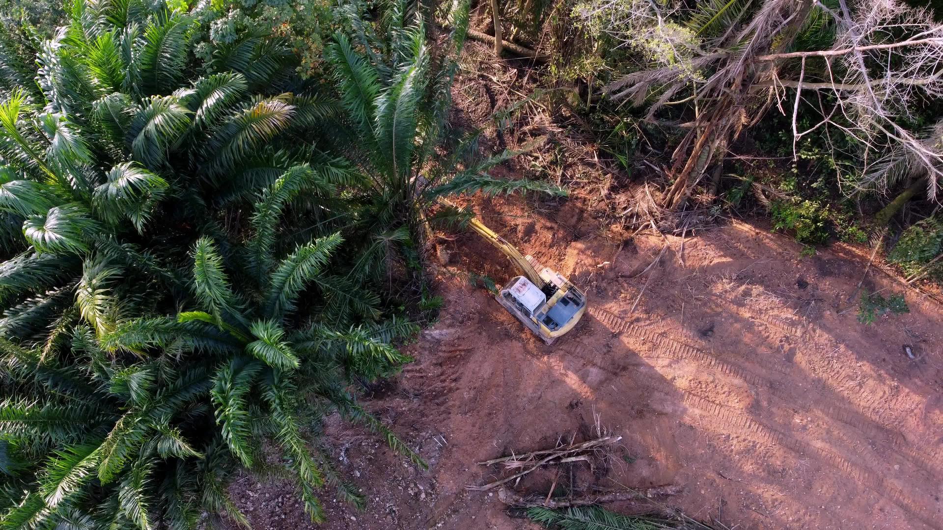 清除棕榈树视频的预览图