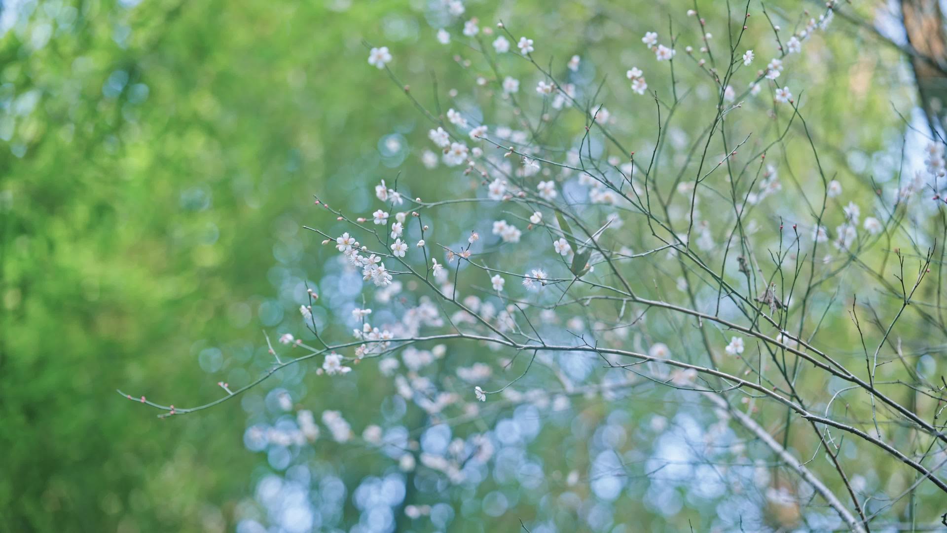 春季植物立春春暖花开梅花盛开视频的预览图