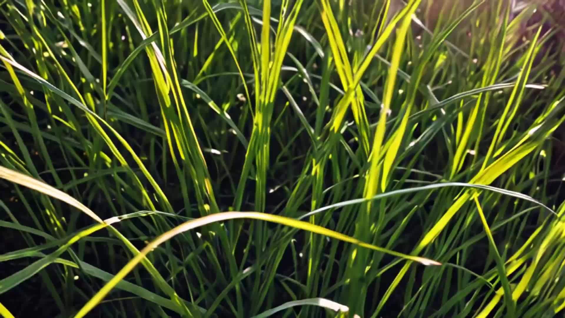 阳光透过草地春天美丽自然风光空镜视频的预览图