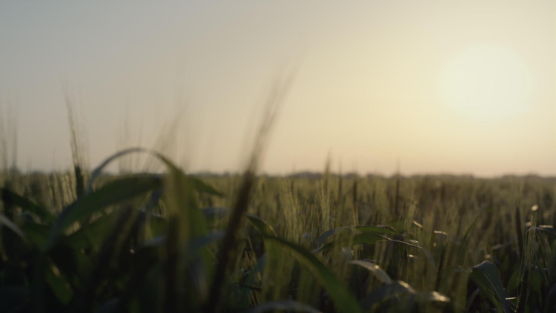 日出时收割小麦的美景视频的预览图