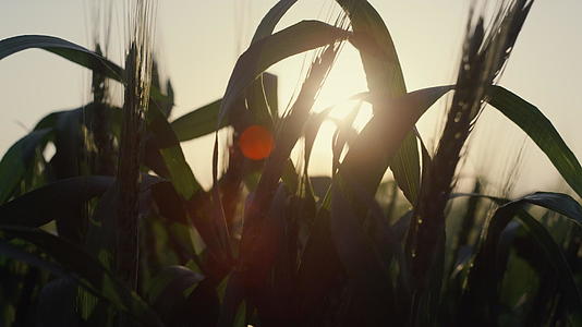 未成熟的小麦收获生长在日落特写中视频的预览图