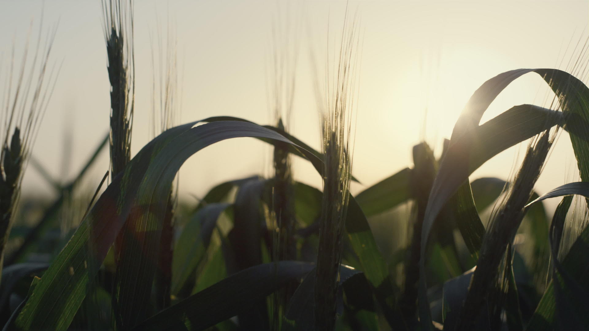 平静的风景在日落时成熟的小麦穗视频的预览图