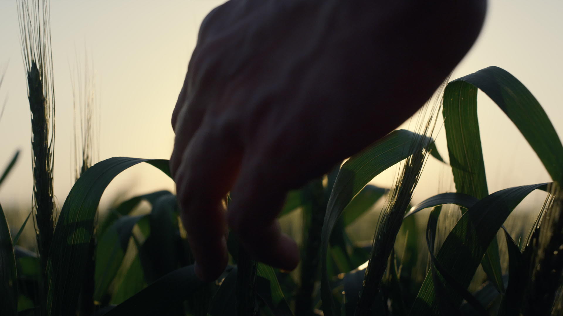 晚上农民们手里拿着小麦穗视频的预览图