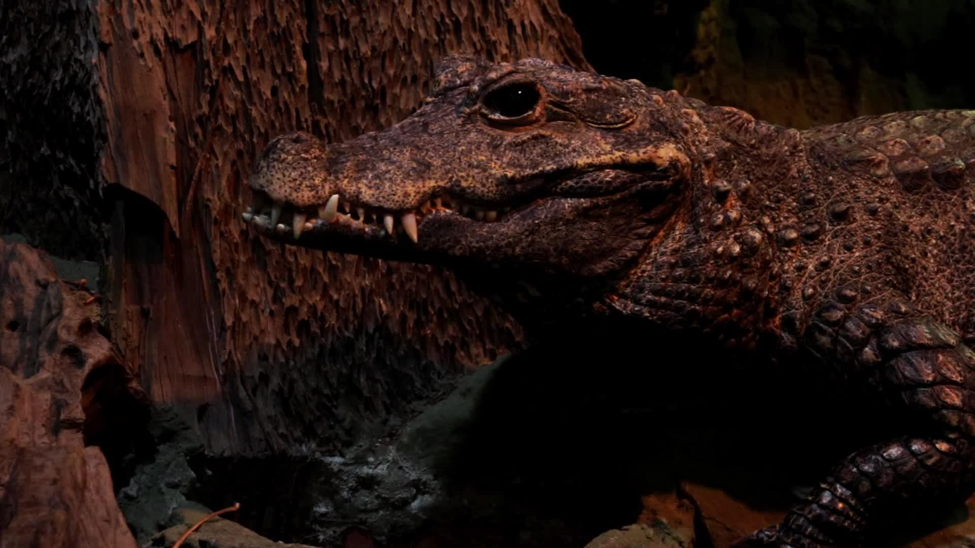 一条长着大牙齿的大成年鳄鱼视频的预览图
