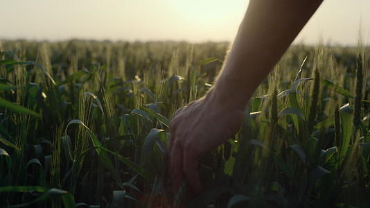 小麦耳朵由农业手操作视频的预览图