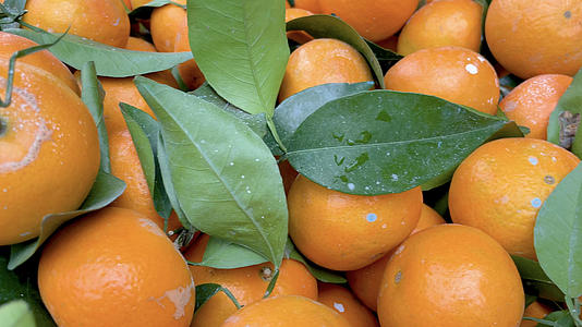果园中刚收获的有机绿色橘子沃柑视频的预览图
